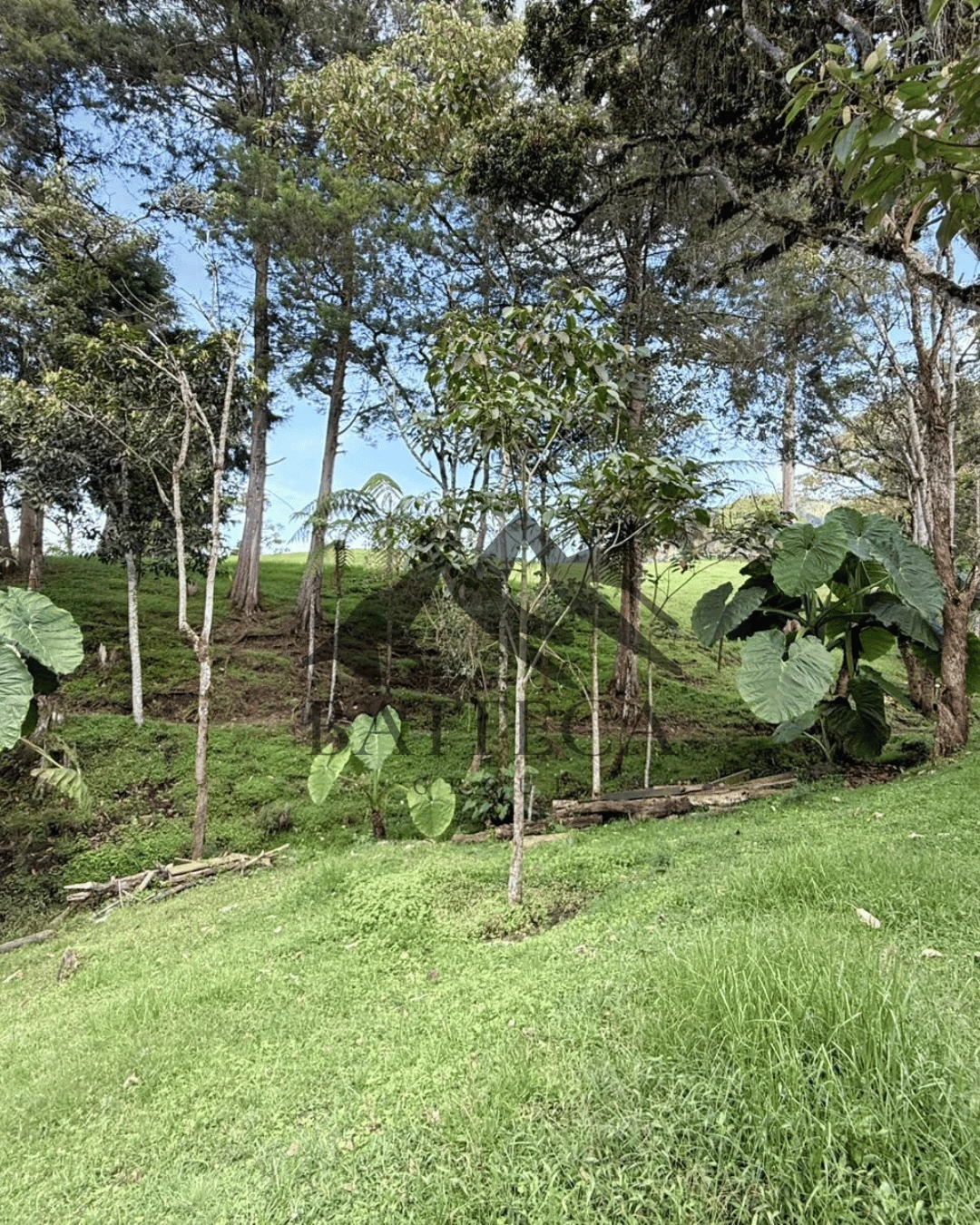 Lote campestre - Imagen 10