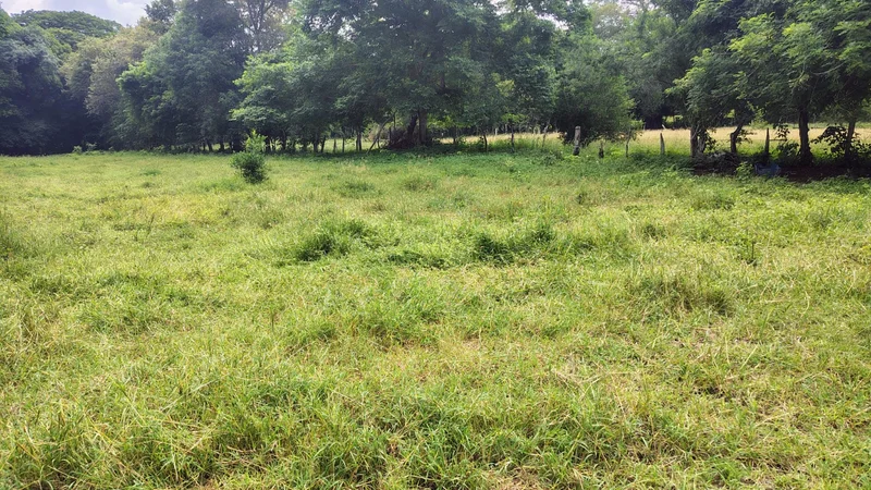 Se vende lote campestre en el Carmen de Apicala con escritura pública independiente
