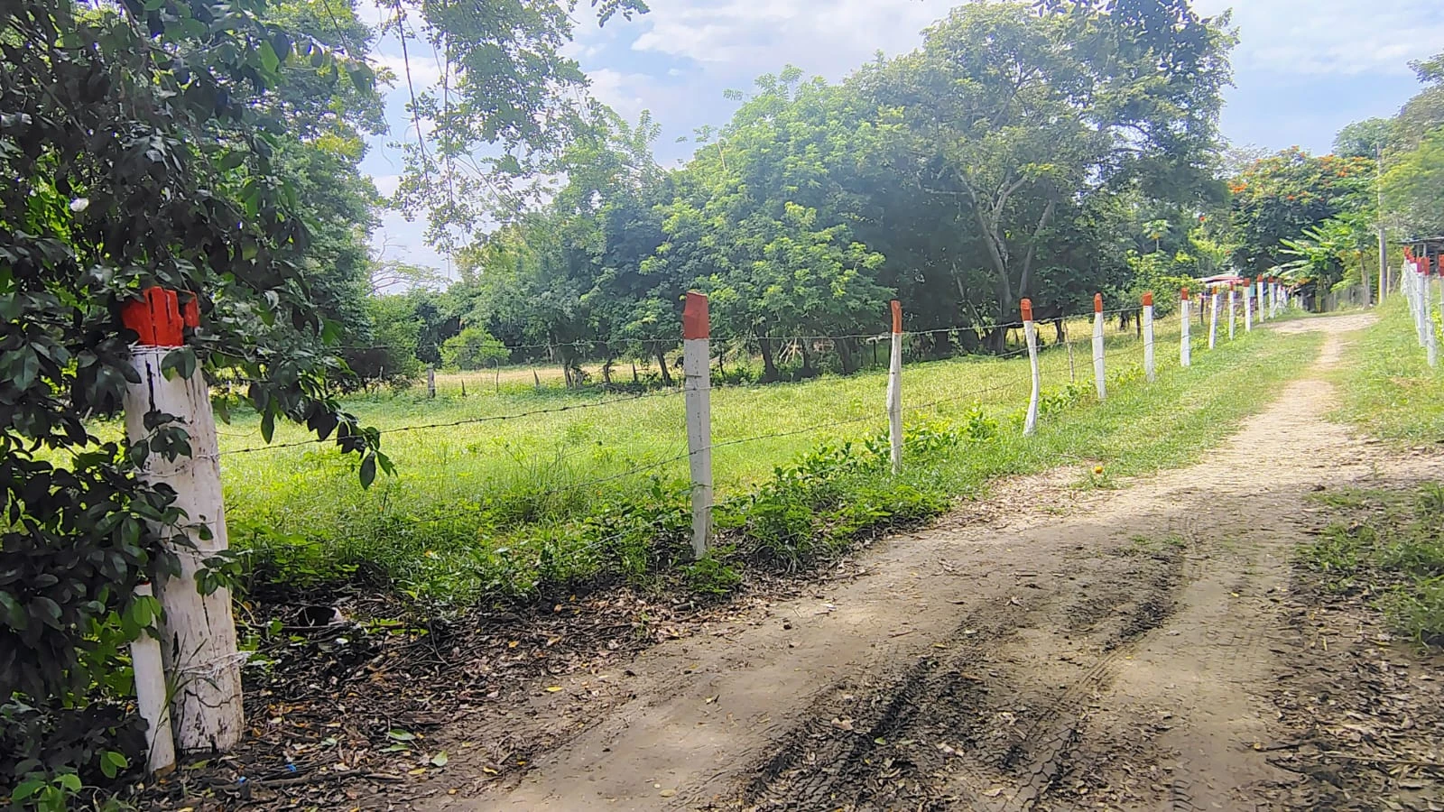 Se vende lote campestre en el Carmen de Apicala con escritura pública independiente - Imagen 5