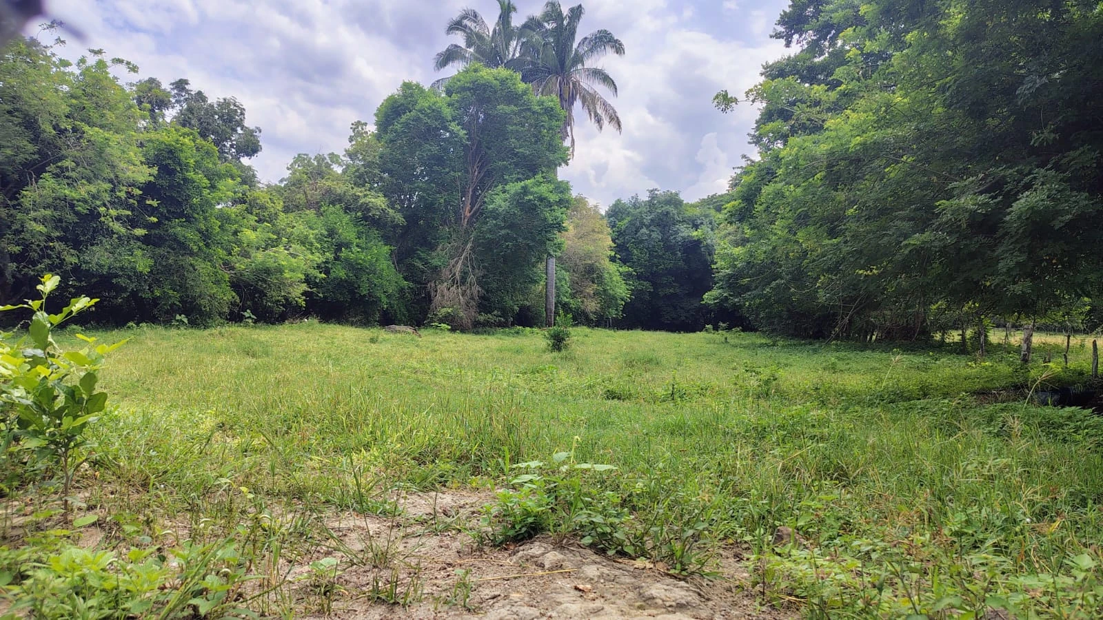 Se vende lote campestre en el Carmen de Apicala con escritura pública independiente - Imagen 7