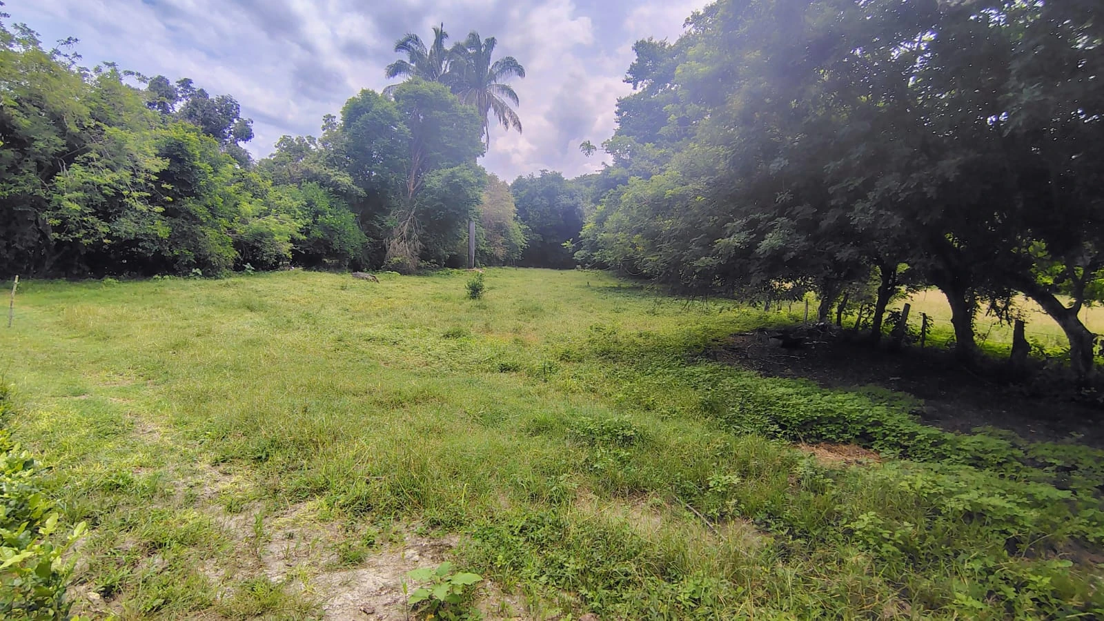 Se vende lote campestre en el Carmen de Apicala con escritura pública independiente - Imagen 9