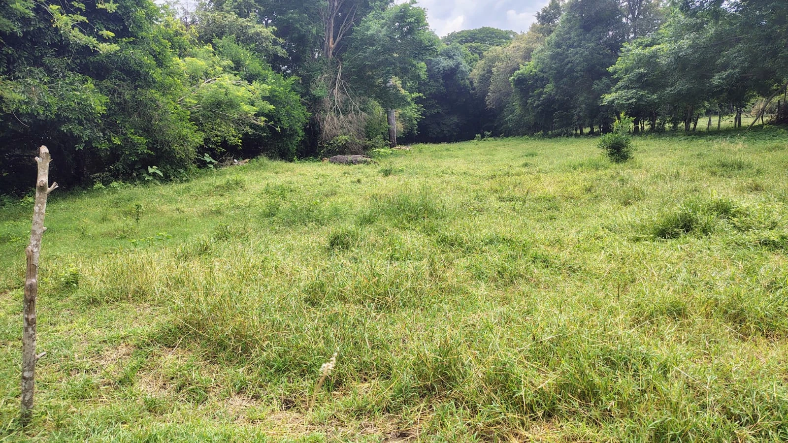 Se vende lote campestre en el Carmen de Apicala con escritura pública independiente - Imagen 4