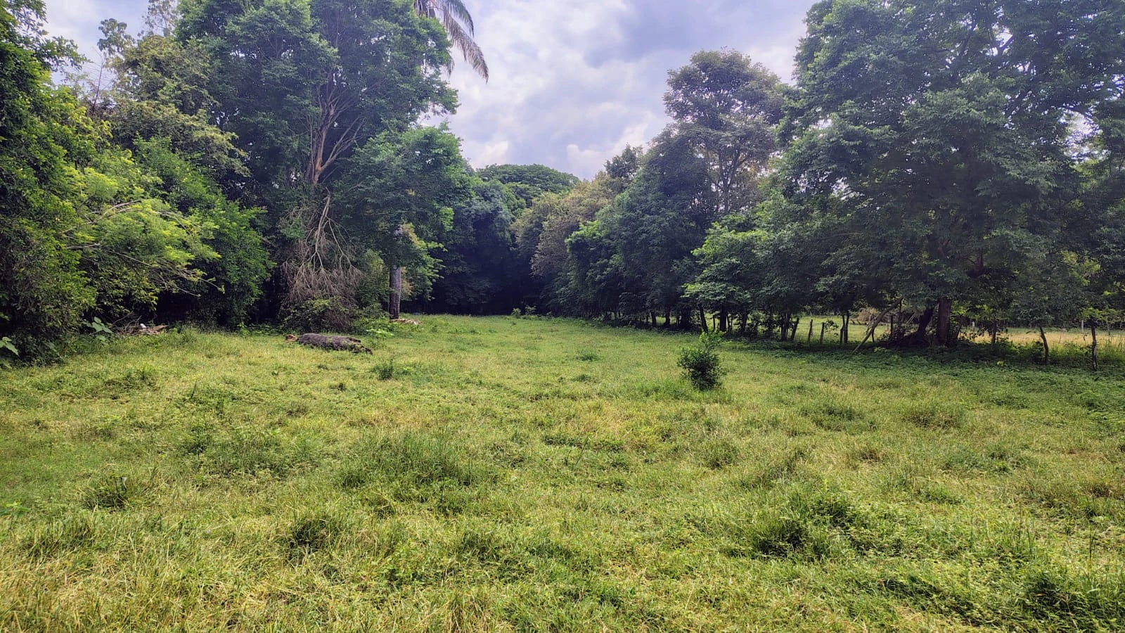 Se vende lote campestre en el Carmen de Apicala con escritura pública independiente - Imagen 3