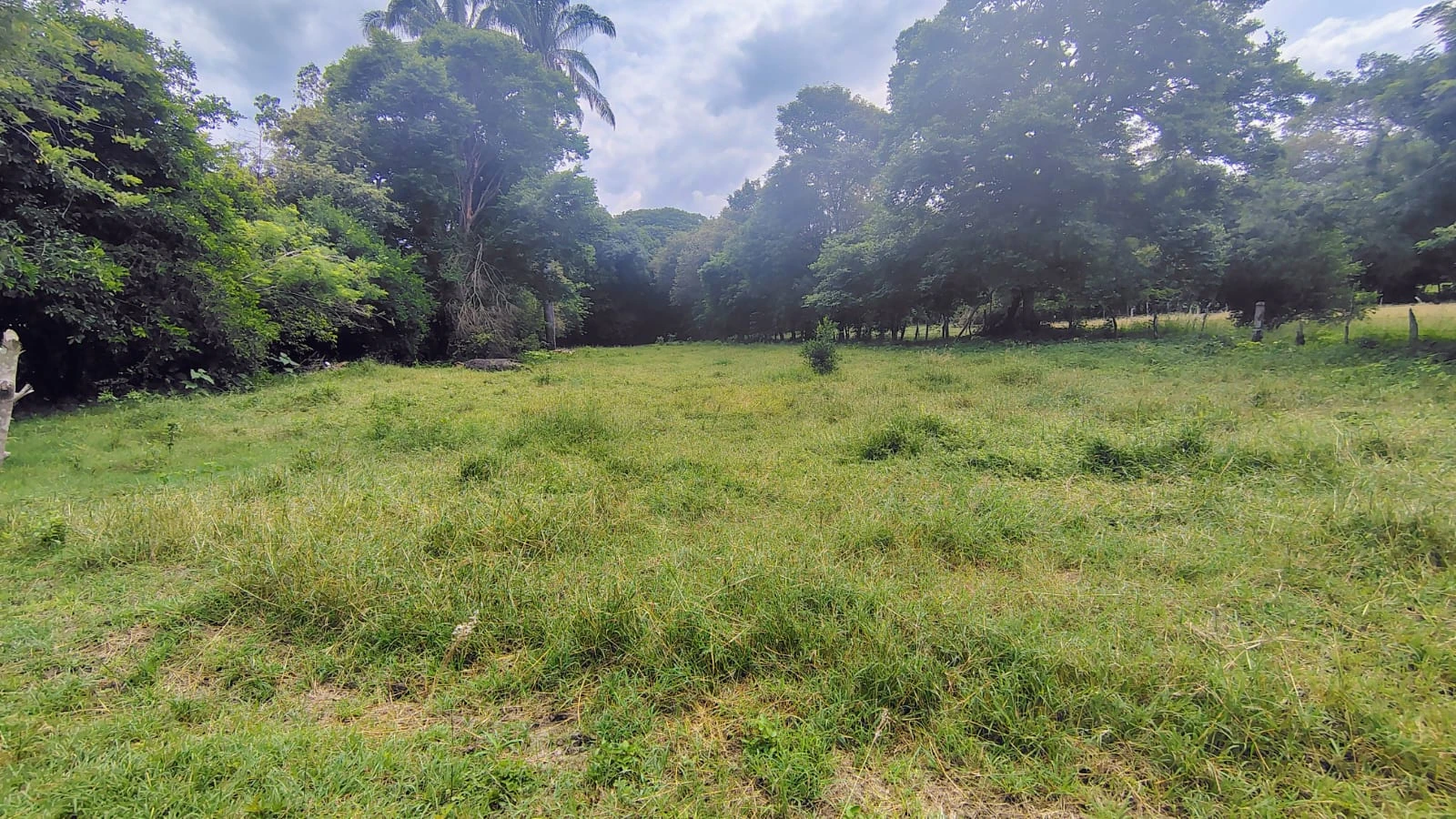 Se vende lote campestre en el Carmen de Apicala con escritura pública independiente - Imagen 2