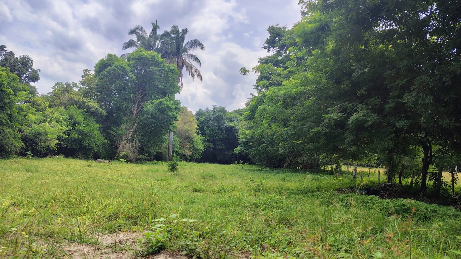 Se Vende Lote Plano en el Carmen de Apical con escritura Publica Independiente - Imagen 9