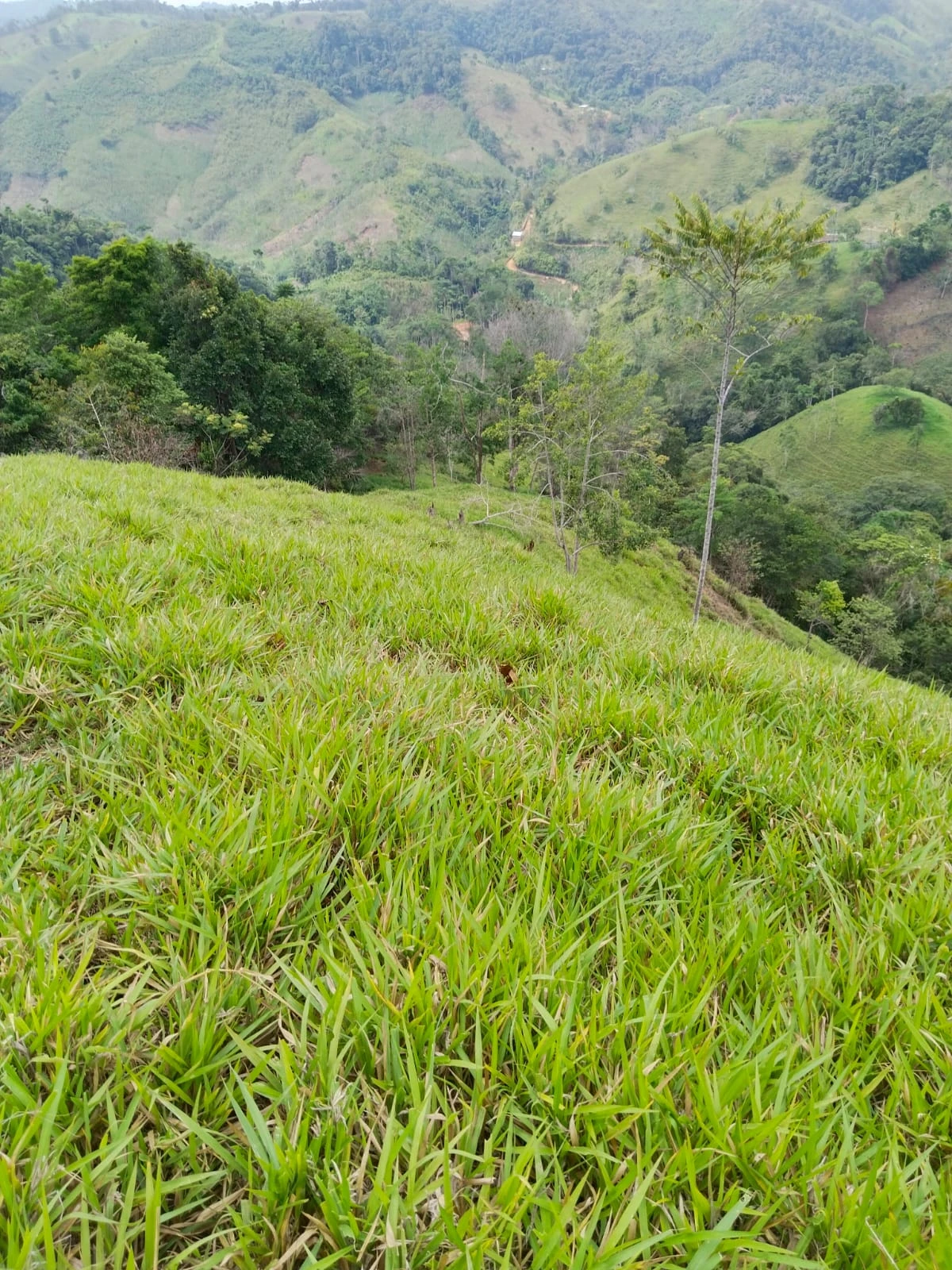 Finca muy bien situada apta para ganaderia y agricultura. - Imagen 5