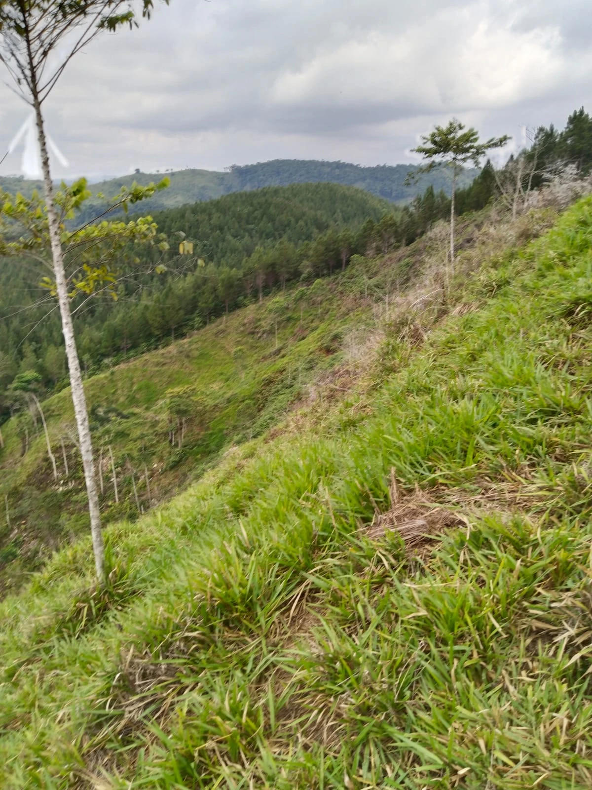 Finca muy bien situada apta para ganaderia y agricultura. - Imagen 4