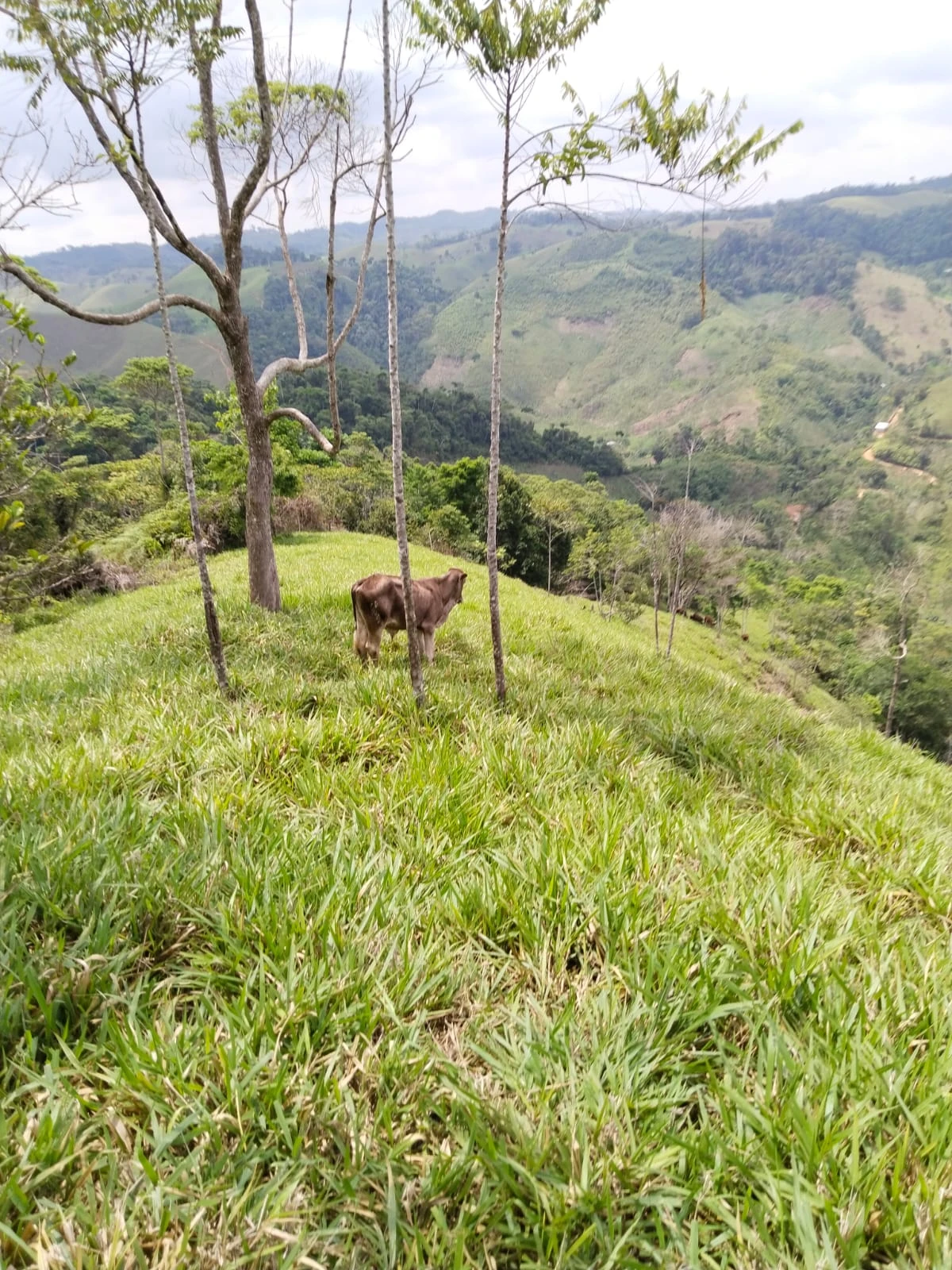Finca muy bien situada apta para ganaderia y agricultura. - Imagen 6