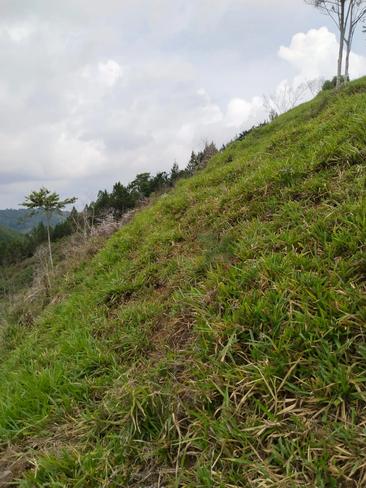 Finca muy bien situada apta para ganaderia y agricultura. - Imagen 3
