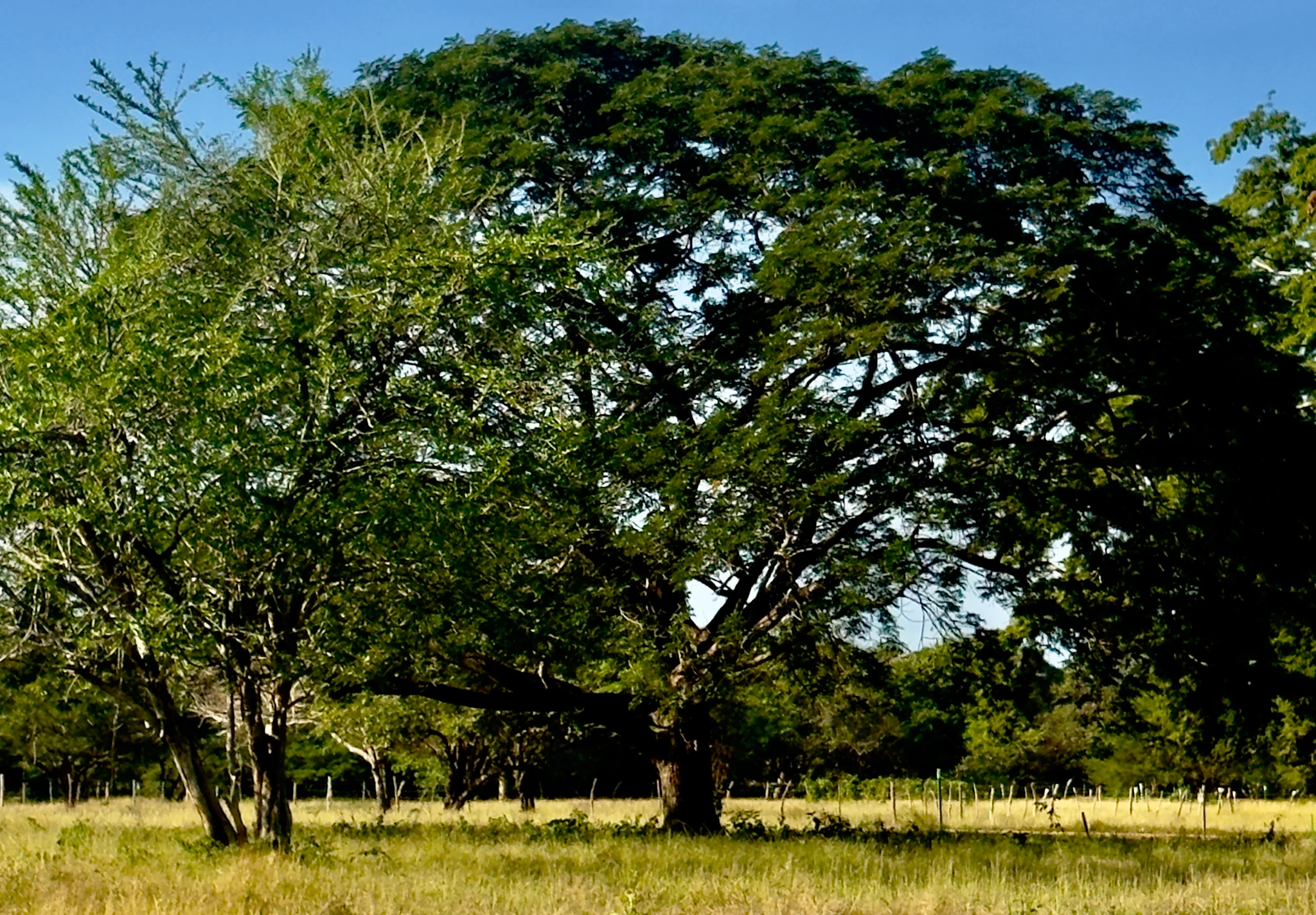 🏡 Lote campestre de 1.000 m² en venta – Condominio Campestre La Zona | Vive rodeado de naturaleza - Imagen 4
