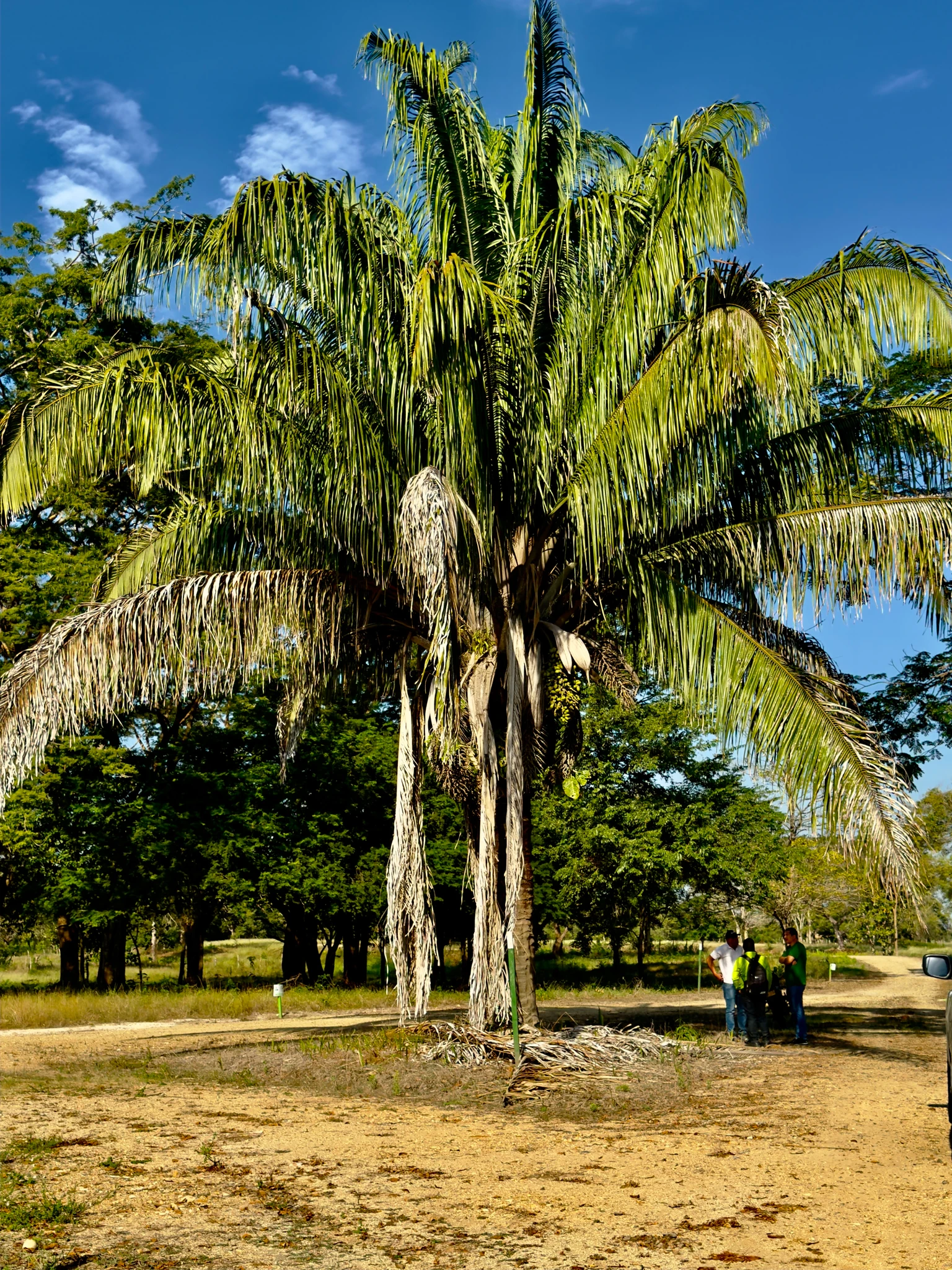 🏡 Lote campestre de 1.000 m² en venta – Condominio Campestre La Zona | Vive rodeado de naturaleza - Imagen 3