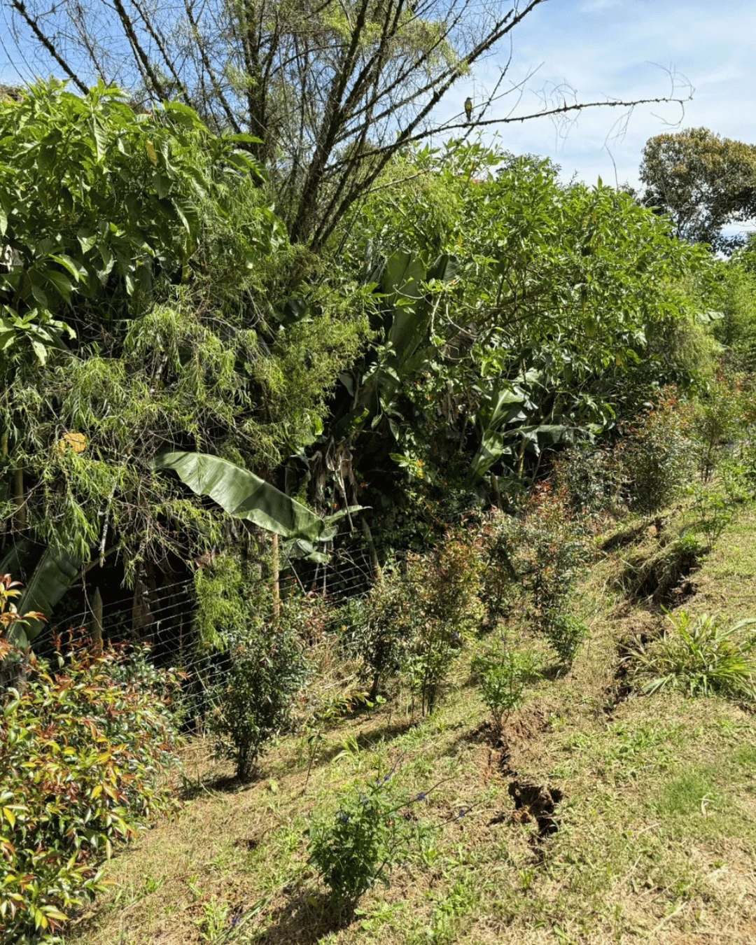 Se venden lotes en condominio - Imagen 6