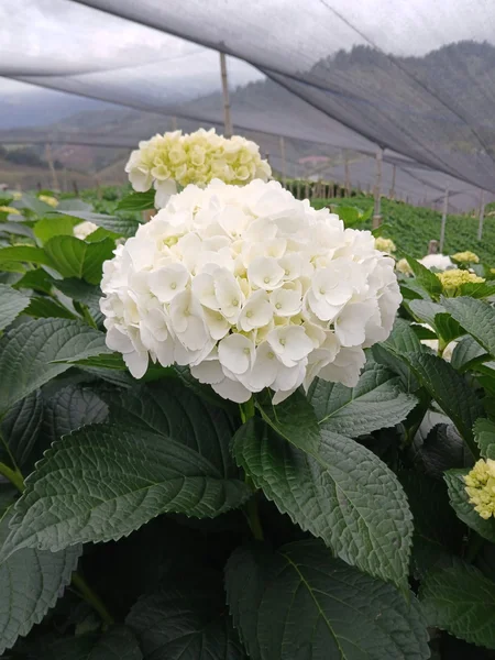 FINCA FLORISTERIA