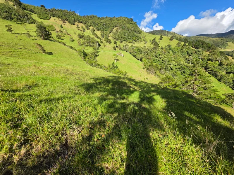 Finca ganadera en Calarcá| 300 cuadras| $18 millones por cuadra