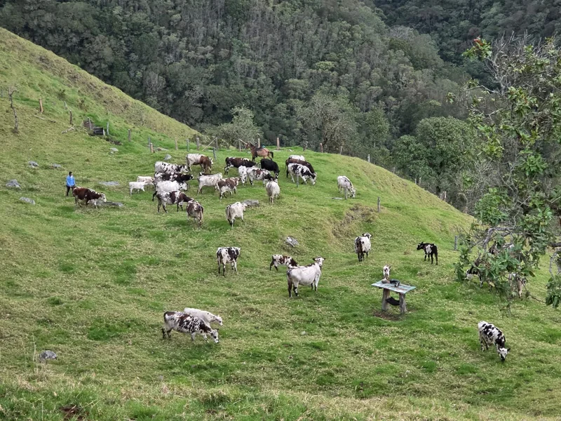Finca ganadera en Calarcá | 300 cuadras | $18 millones por cuadra — foto 8 de 10