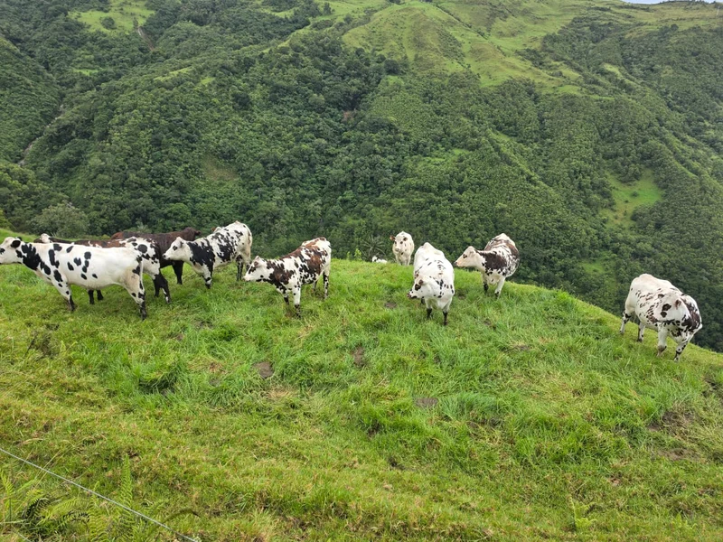 Finca ganadera en Calarcá | 300 cuadras | $18 millones por cuadra — foto 7 de 10