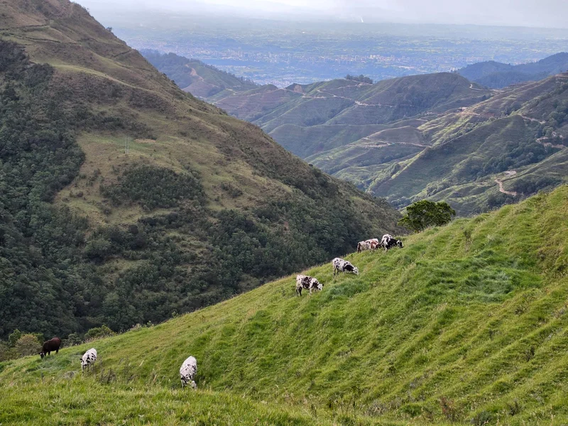 Finca ganadera en Calarcá | 300 cuadras | $18 millones por cuadra — foto 4 de 10