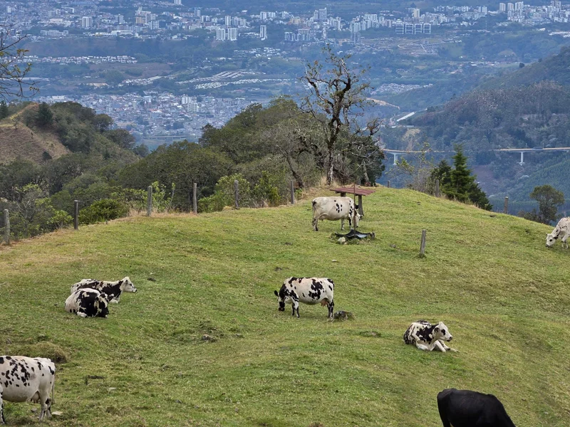 Finca ganadera en Calarcá | 300 cuadras | $18 millones por cuadra — foto 6 de 10