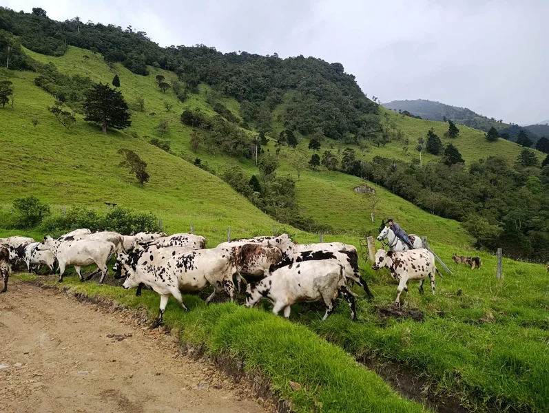 Finca ganadera en Calarcá | 300 cuadras | $18 millones por cuadra — foto 5 de 10