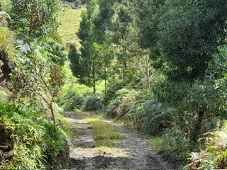 41 HECTÁREAS EN CONCEPCIÓN ANTIOQUIA — foto 10 de 13